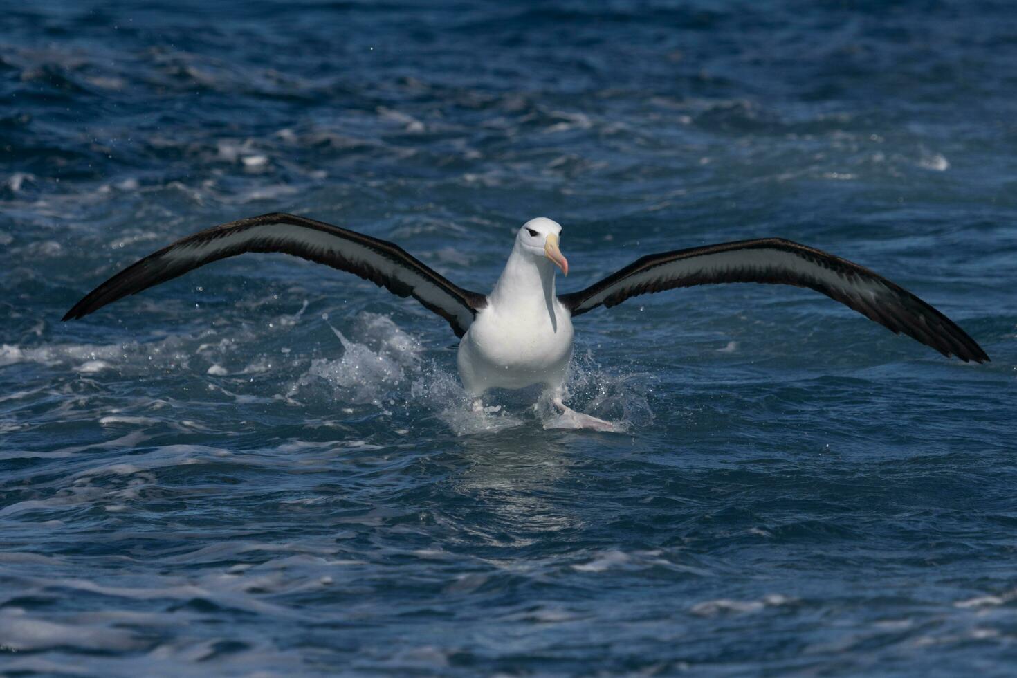 Black-browed Albatross in Australasia photo