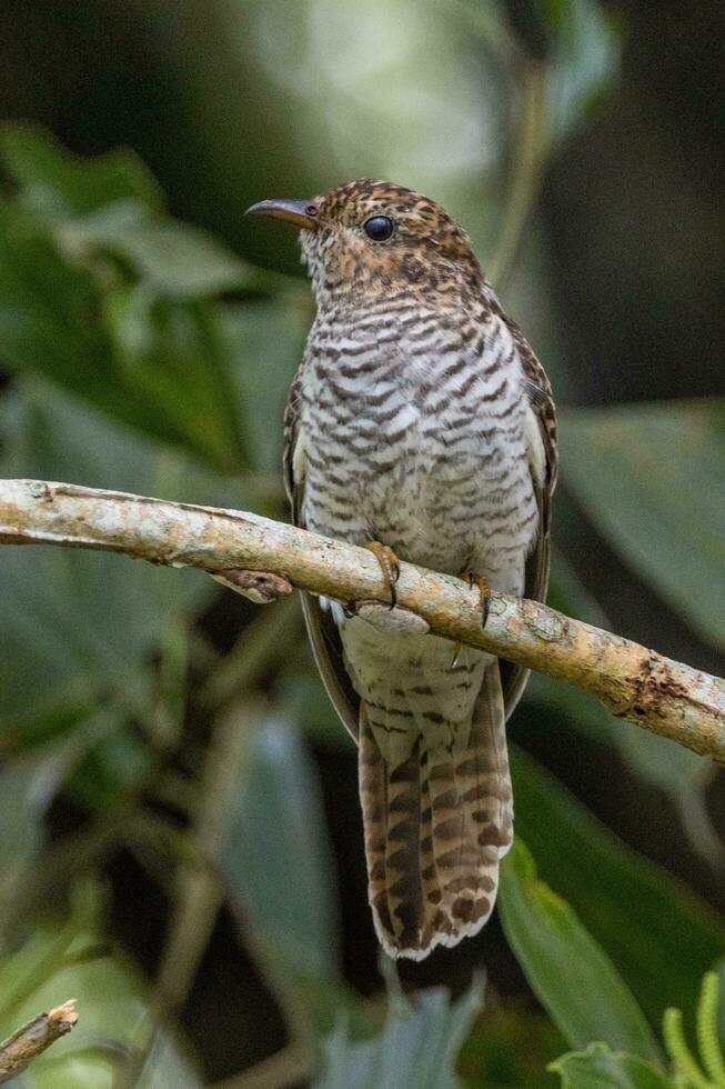 Brush Cuckoo in Australia photo