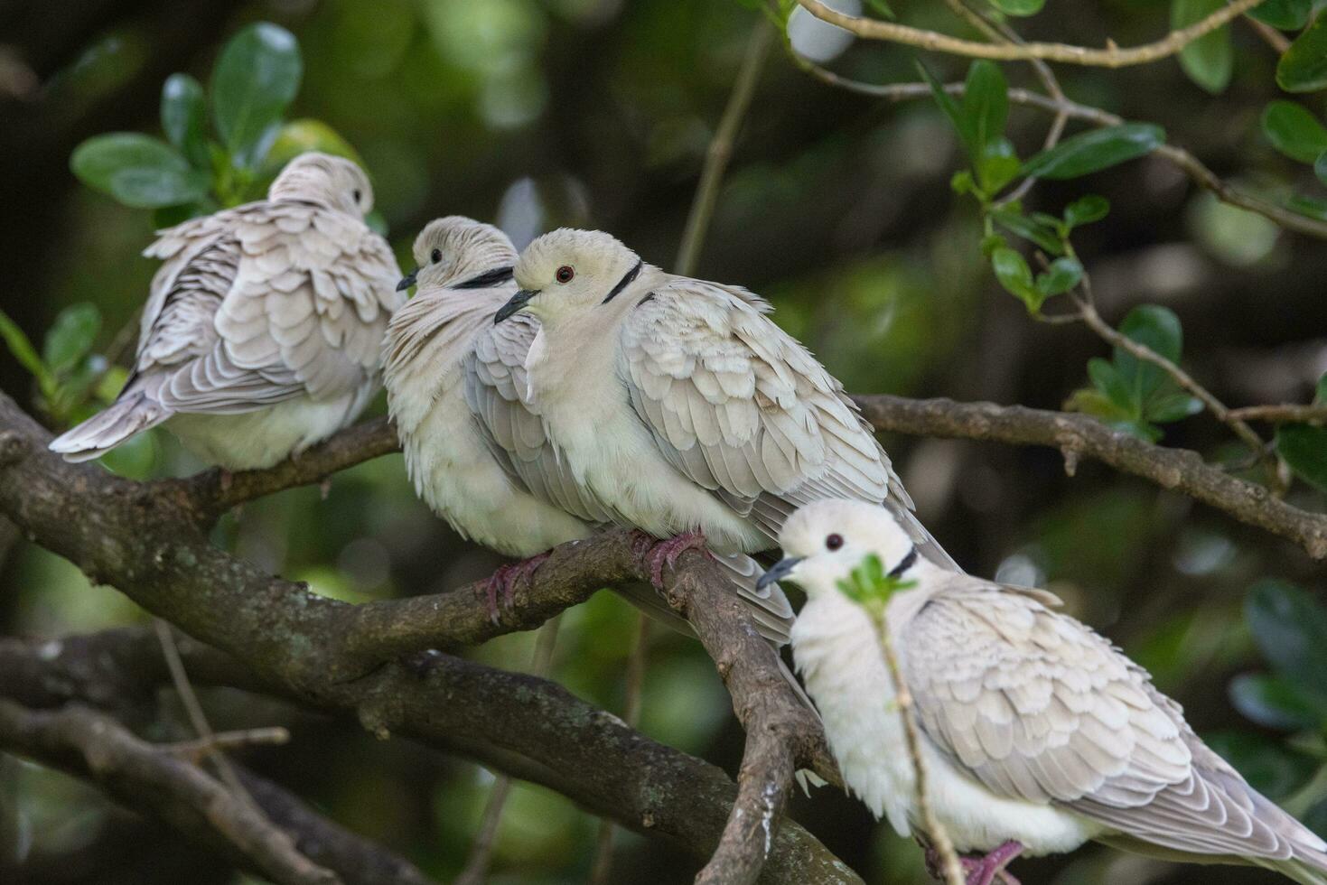 African Collared Dove photo