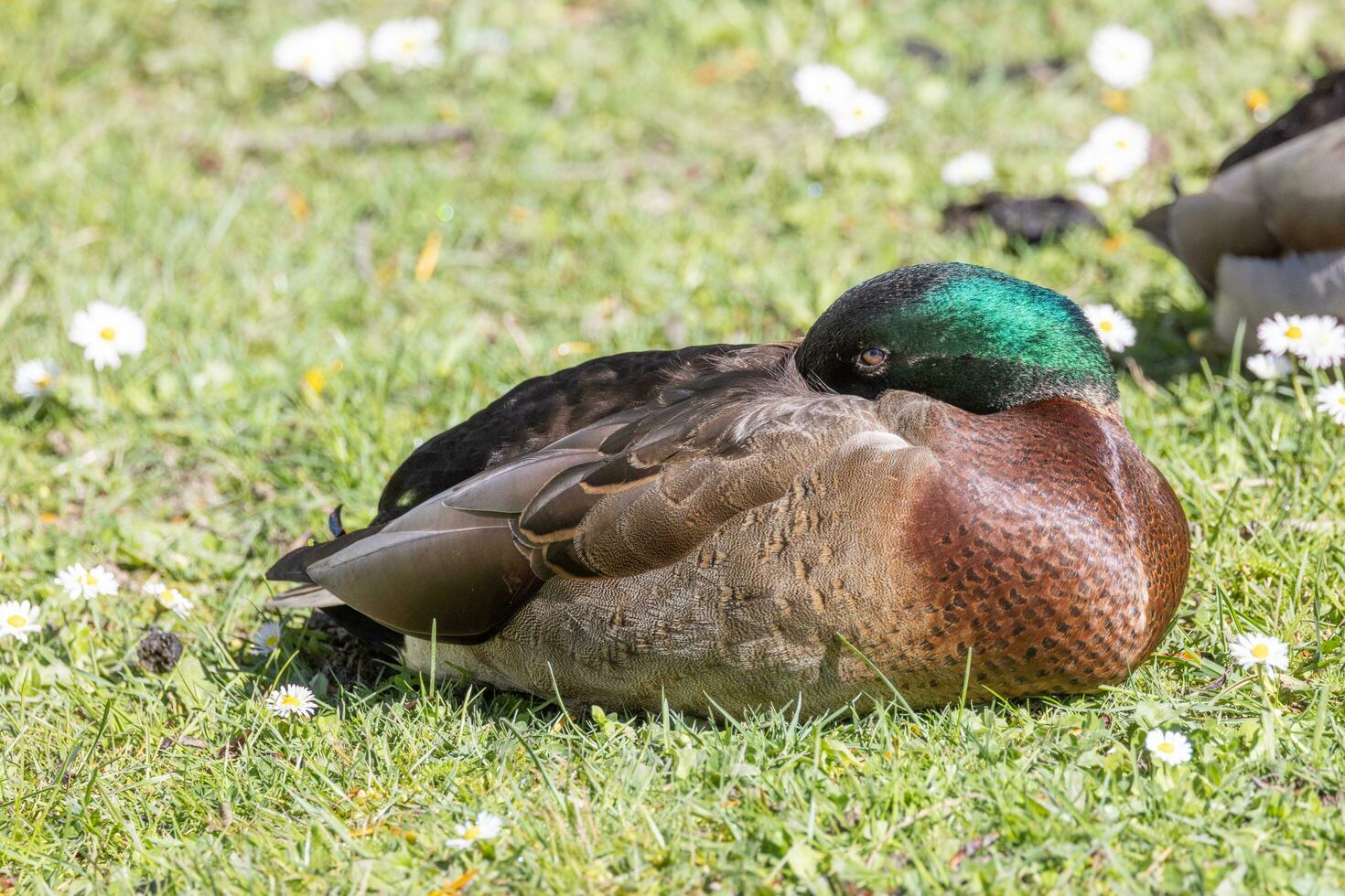 común pato real Pato foto