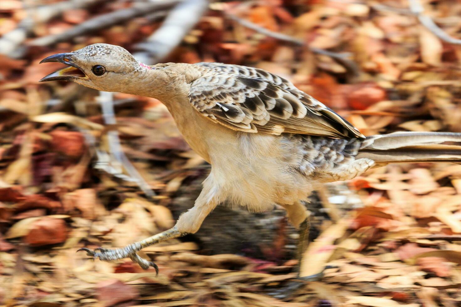 Great Bowerbird in Australia photo