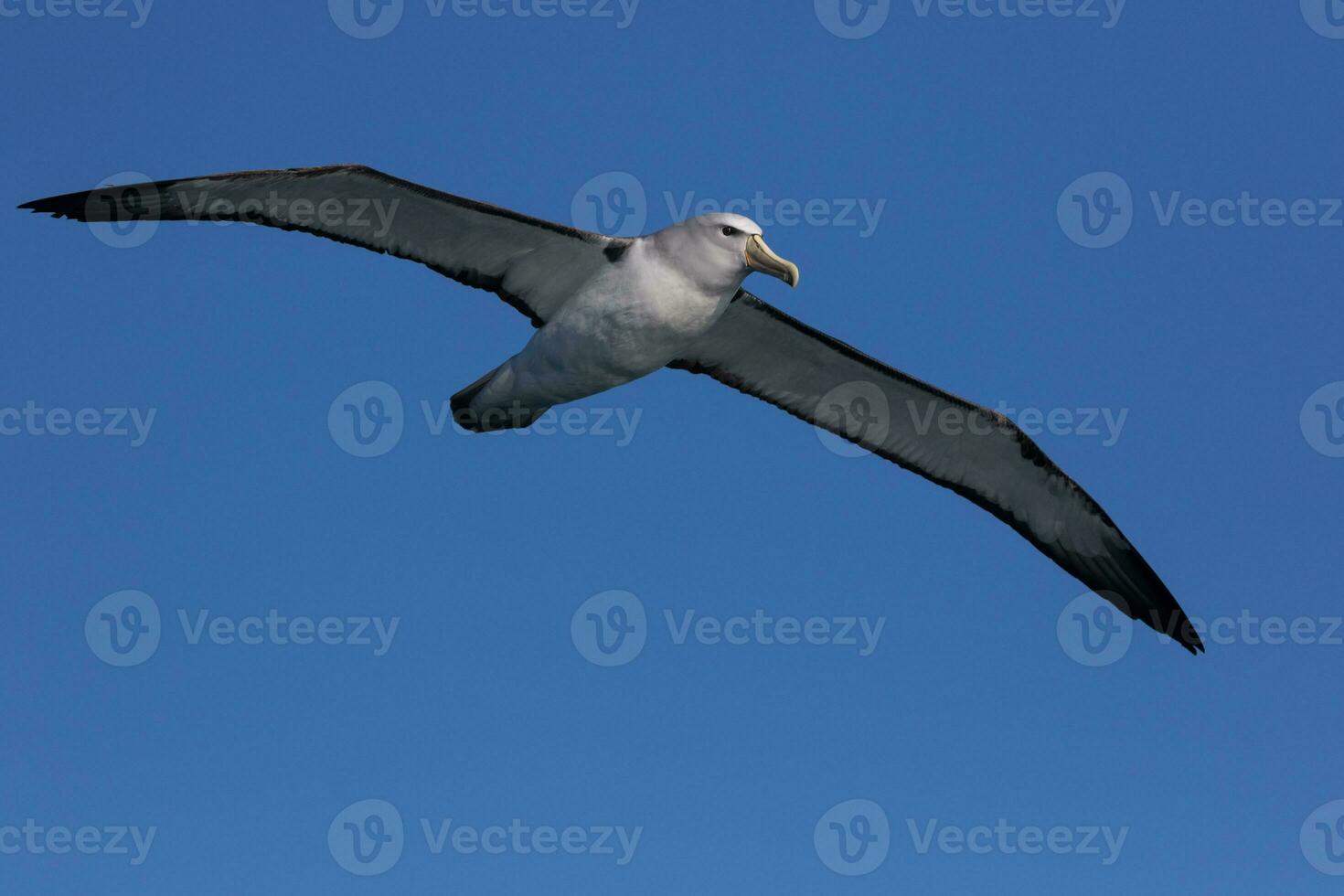 Salvin's Mollymawk Albatross photo