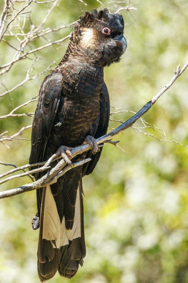 de carnaby negro cacatúa en Australia foto