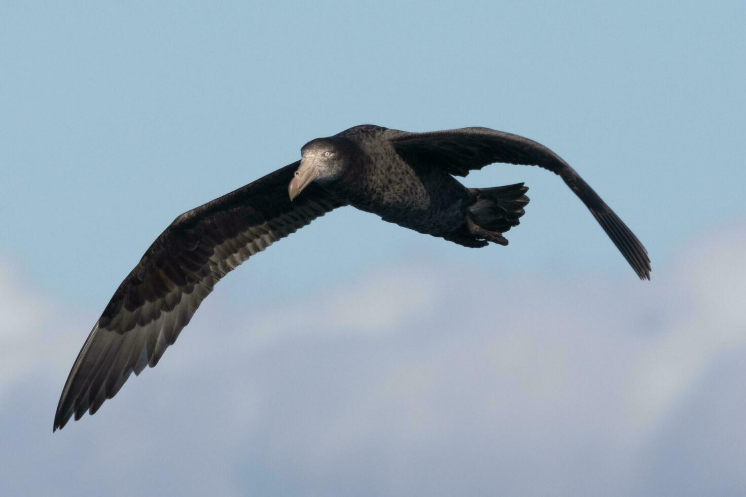 del Norte gigante petrel foto