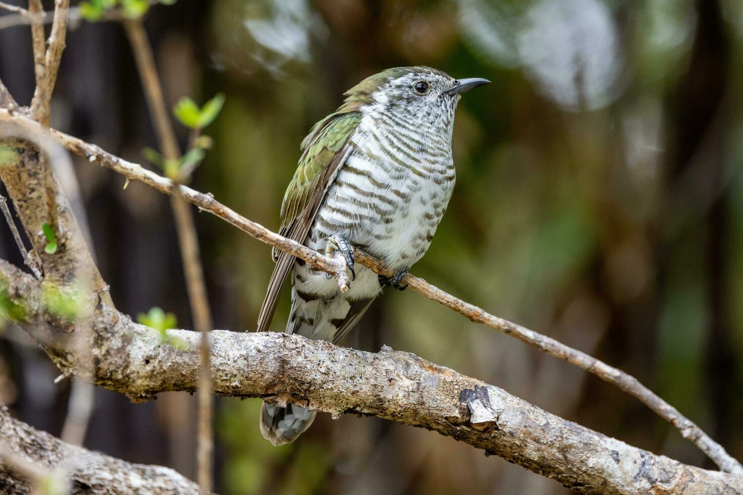 Shining Bronze Cuckoo in Australasia photo