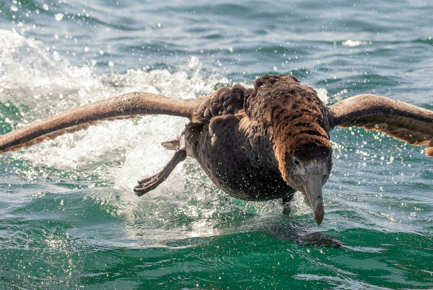 Northern Giant Petrel photo