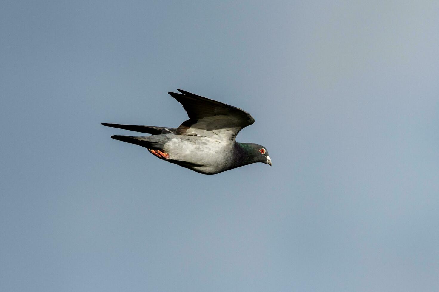 Rock Dove in Australia photo