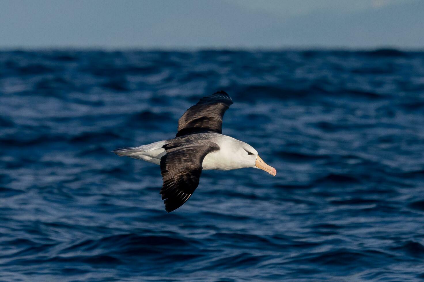 Black-browed Albatross in Australasia photo