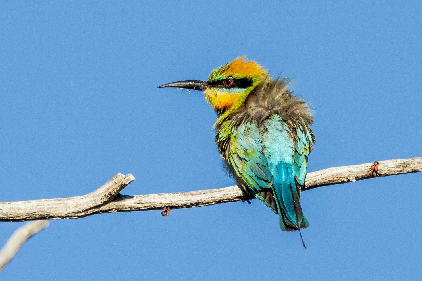 Rainbow Bee-eater in Australia photo