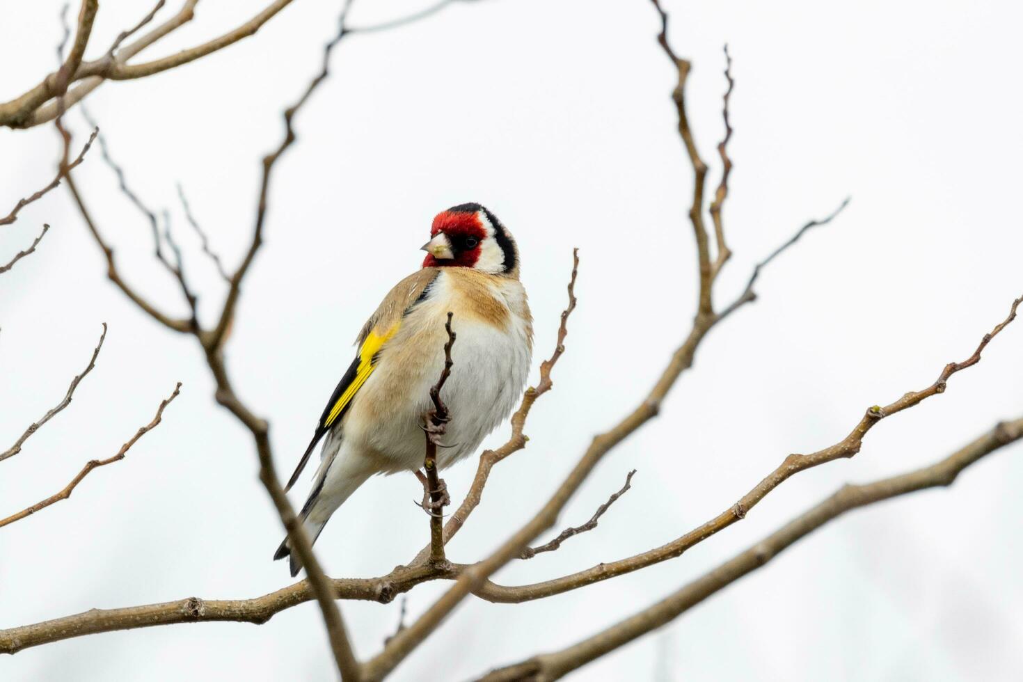 European Goldfinch Bird photo