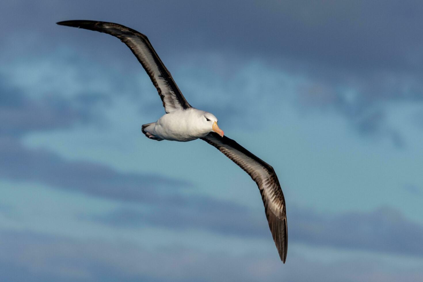 Black-browed Albatross in Australasia photo