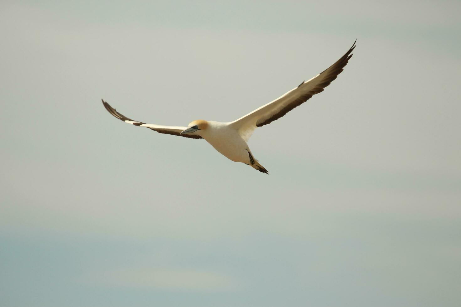 australasiano gannet en australasia foto