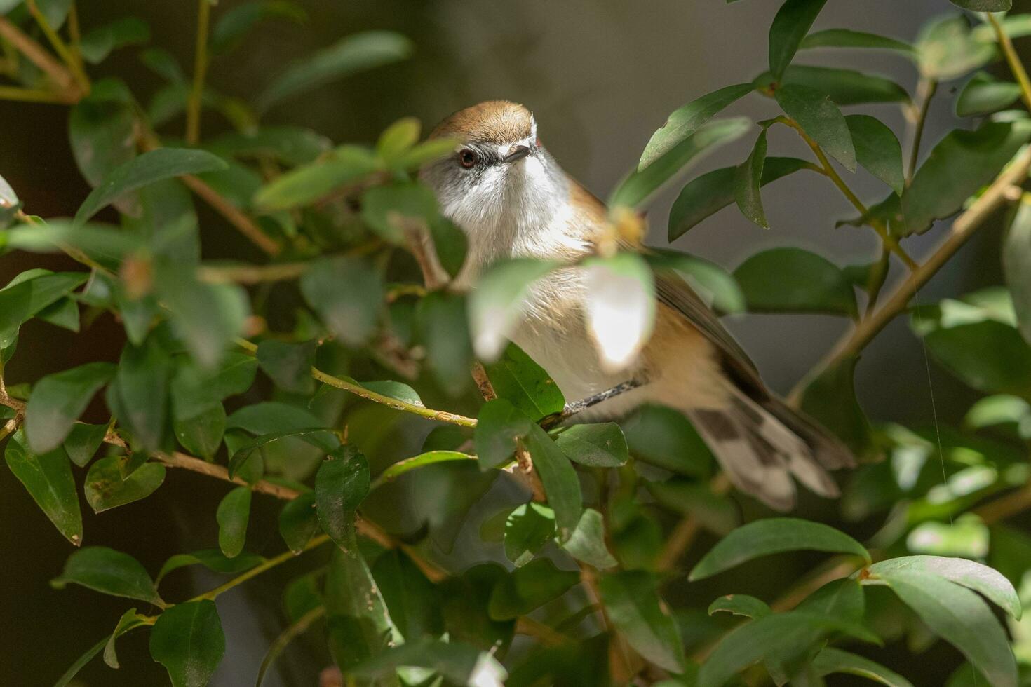 Brown Gerygone in Australia photo