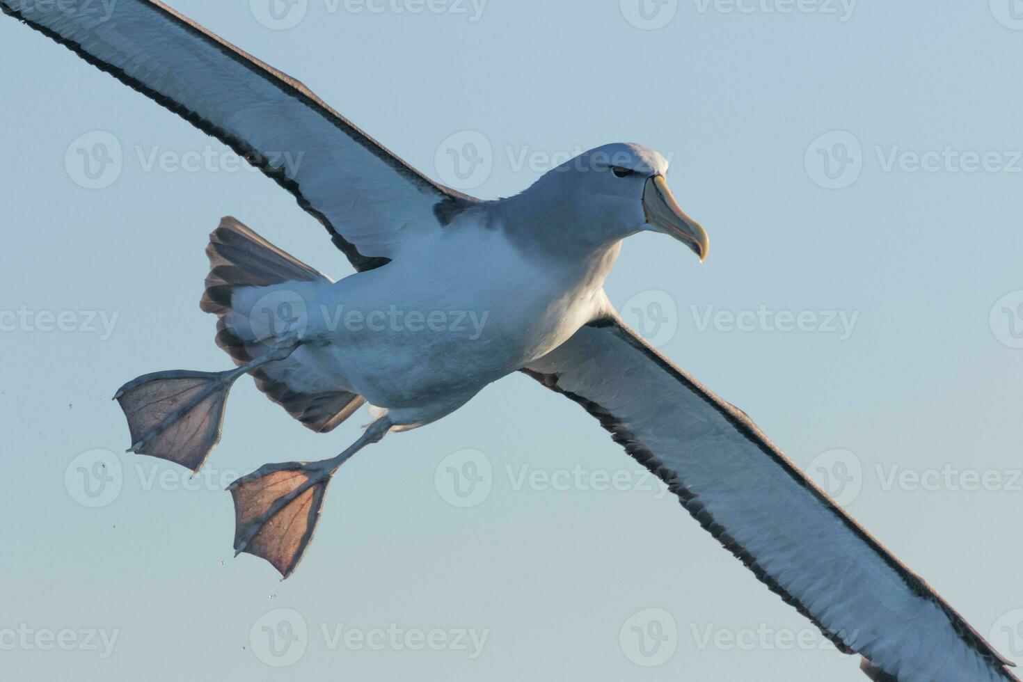 Salvin's Mollymawk Albatross photo