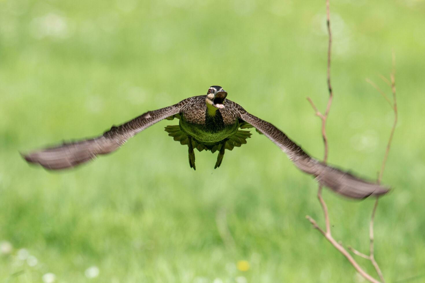 Pacific Black Duck photo