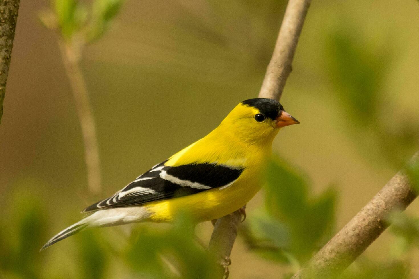 American Goldfinch in USA photo