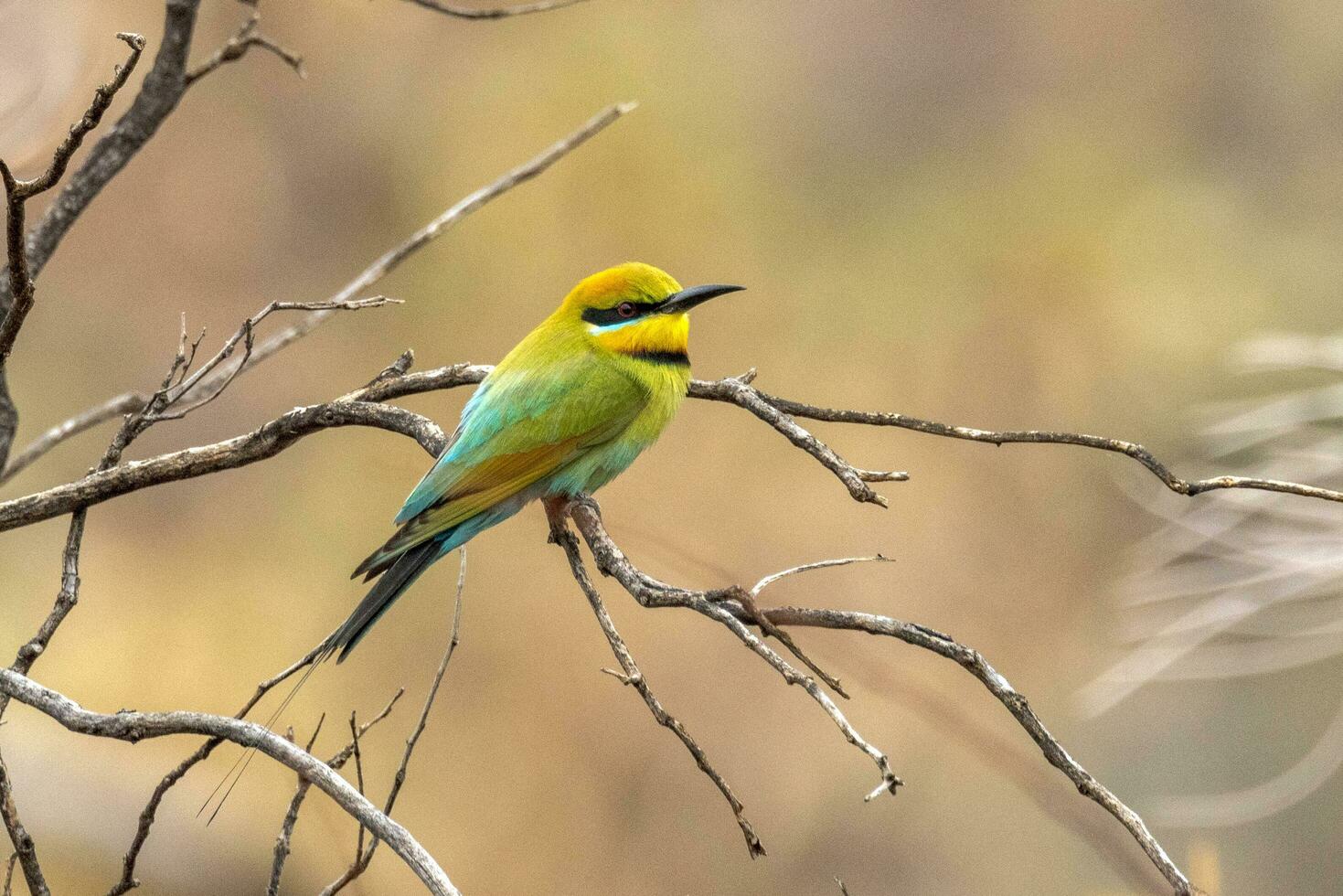 Rainbow Bee-eater in Australia photo