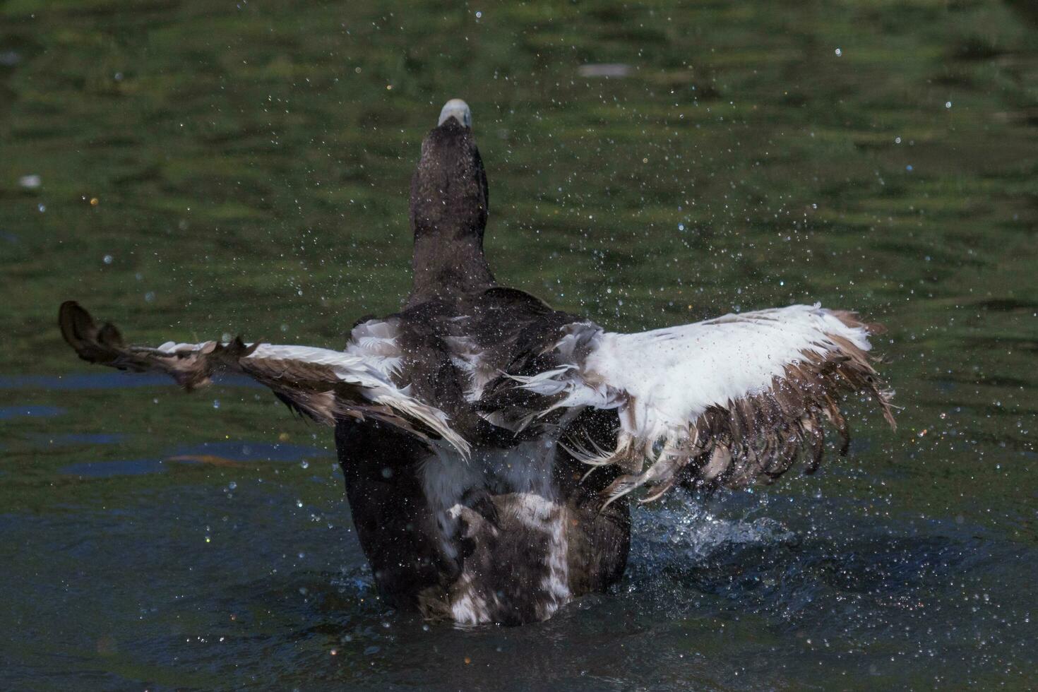 Common Eider in England photo