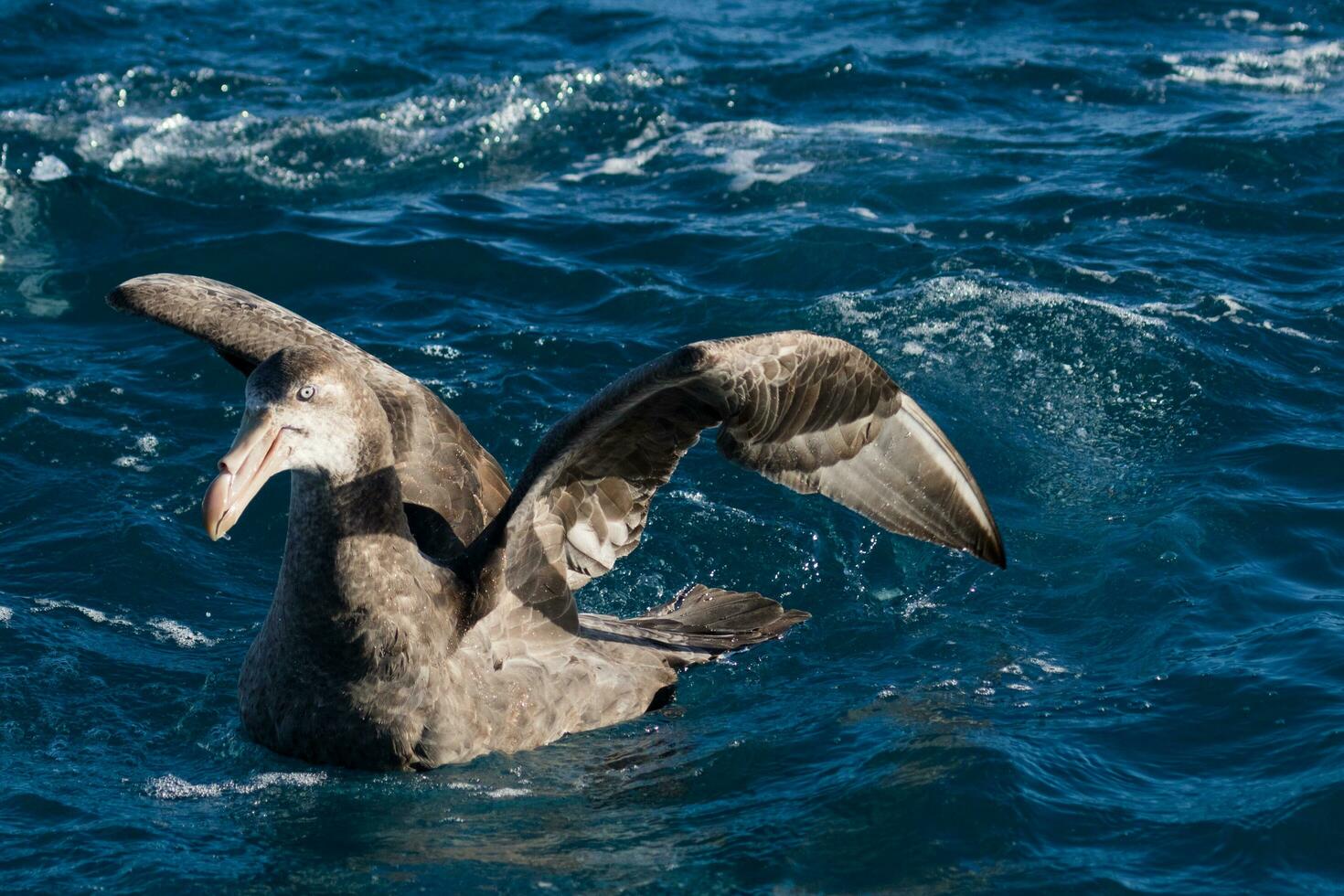 Northern Giant Petrel photo