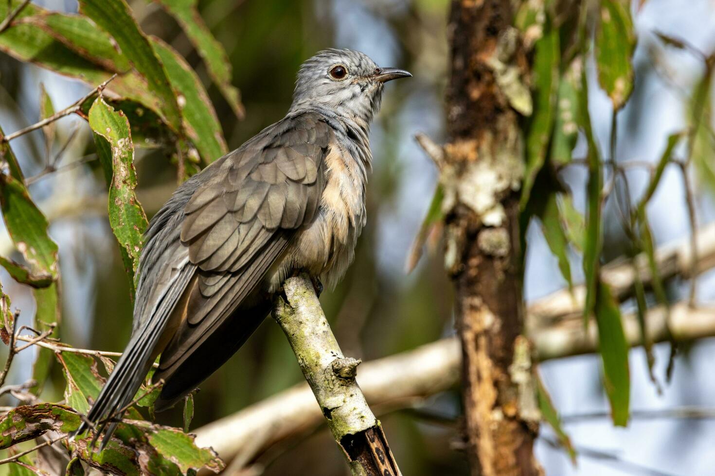 Brush Cuckoo in Australia photo