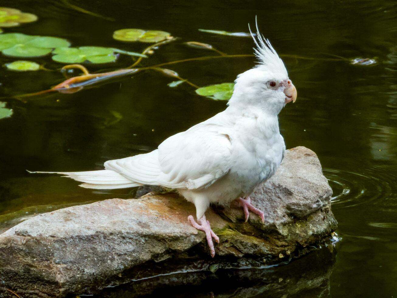 Cockatiel in Australia photo