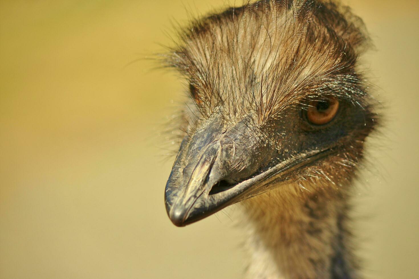 Emu Endemic Bird of Australia photo