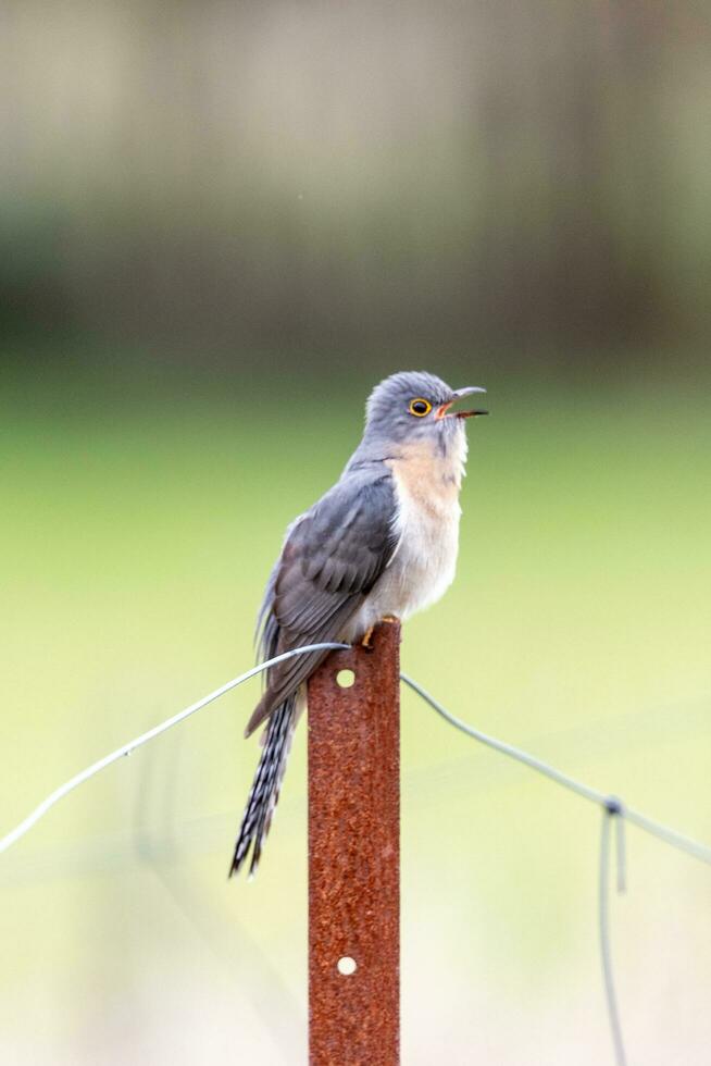 Fan-tailed Cuckoo in Australia photo