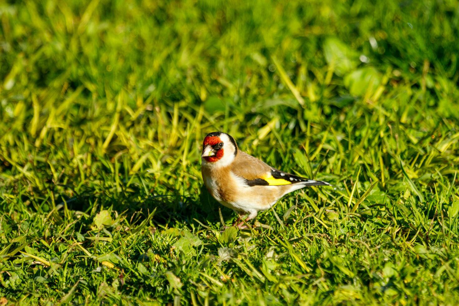 European Goldfinch Bird photo