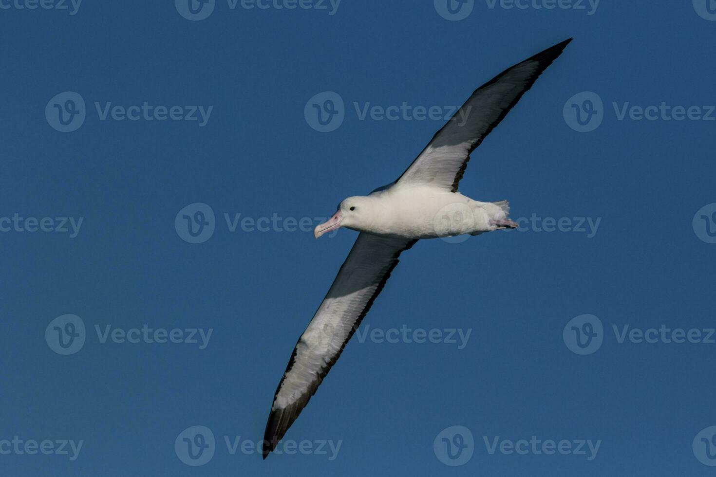 Salvin's Mollymawk Albatross photo