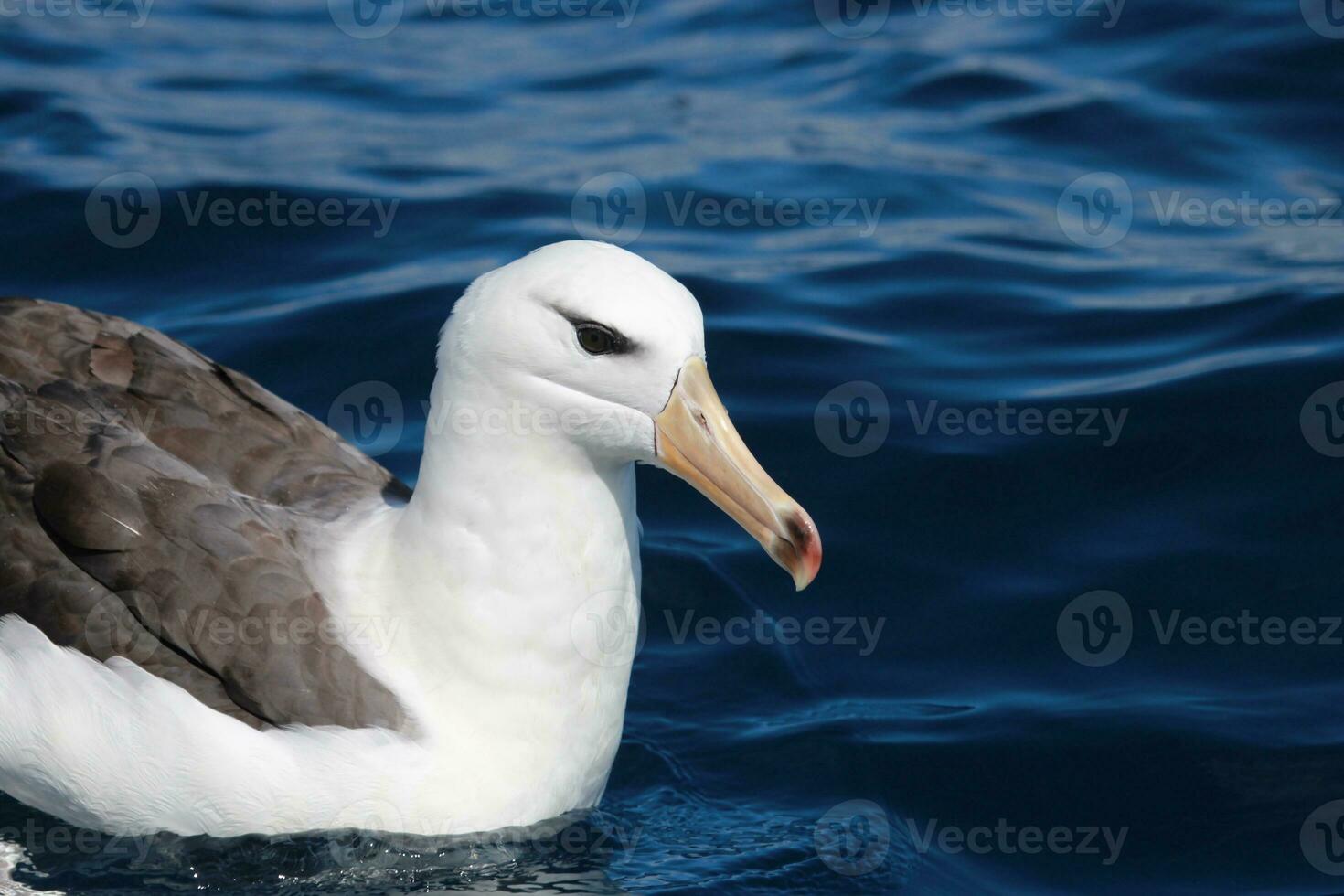 Black-browed Albatross in Australasia photo