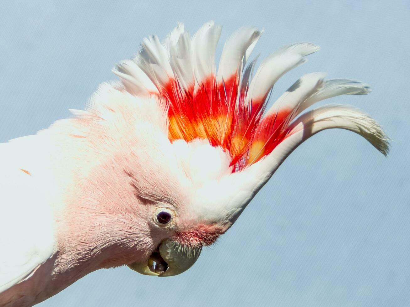 Pink or Major Mitchell's Cockatoo photo