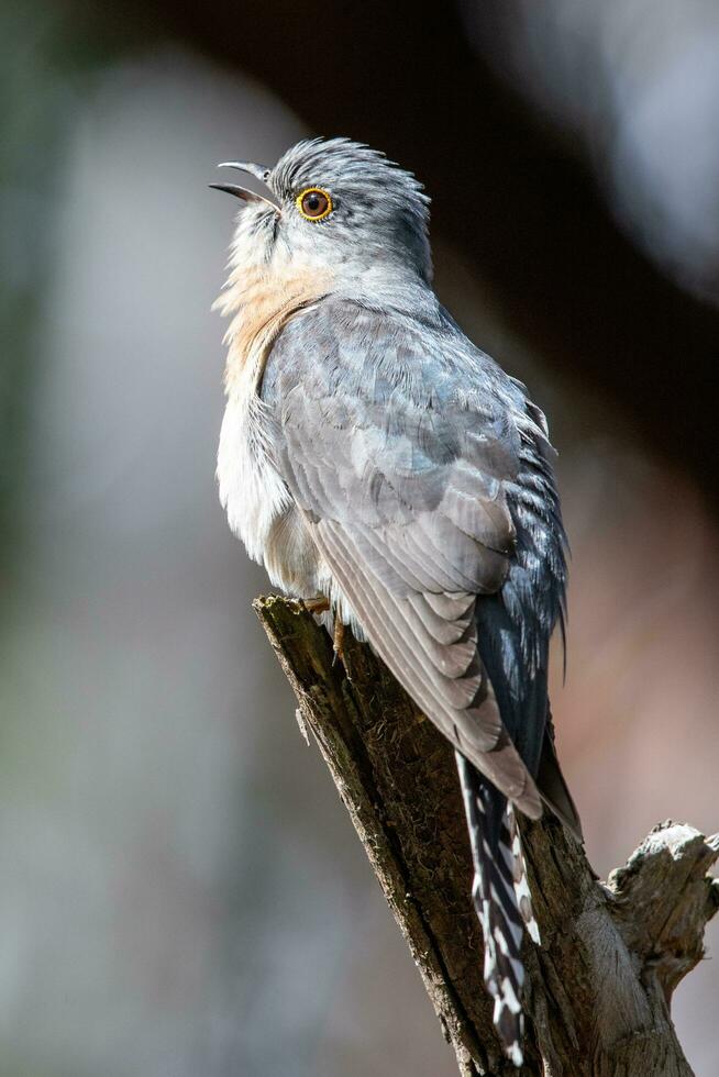 Fan-tailed Cuckoo in Australia photo