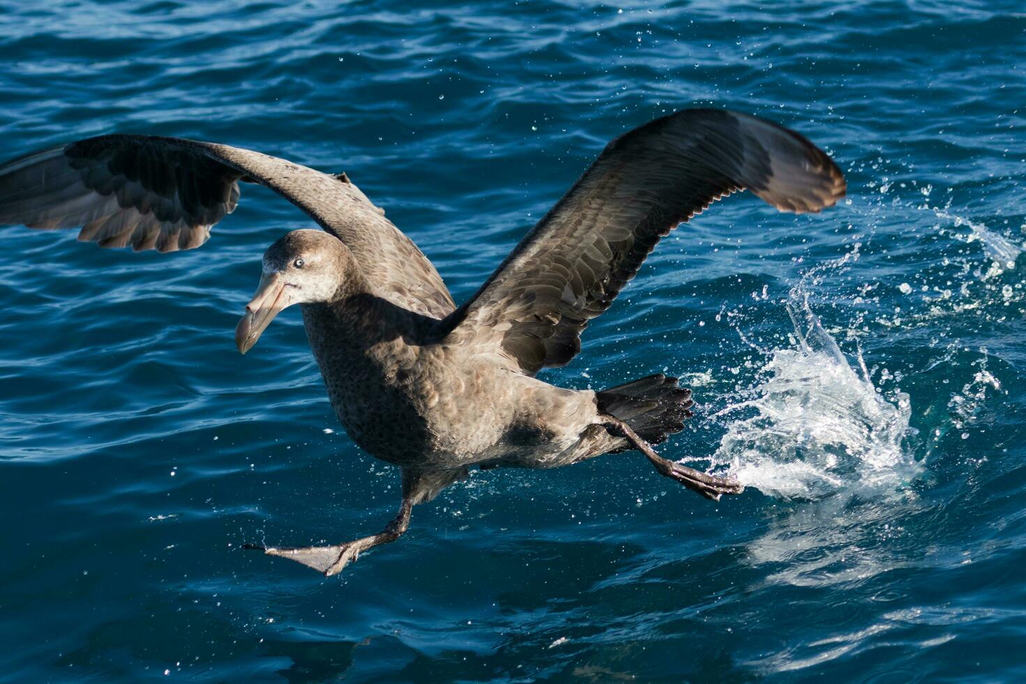 Northern Giant Petrel photo