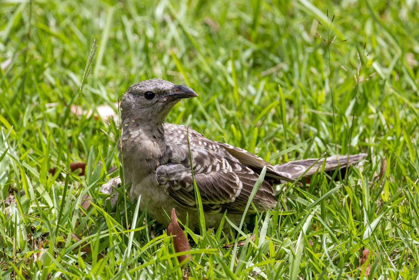 Great Bowerbird in Australia photo