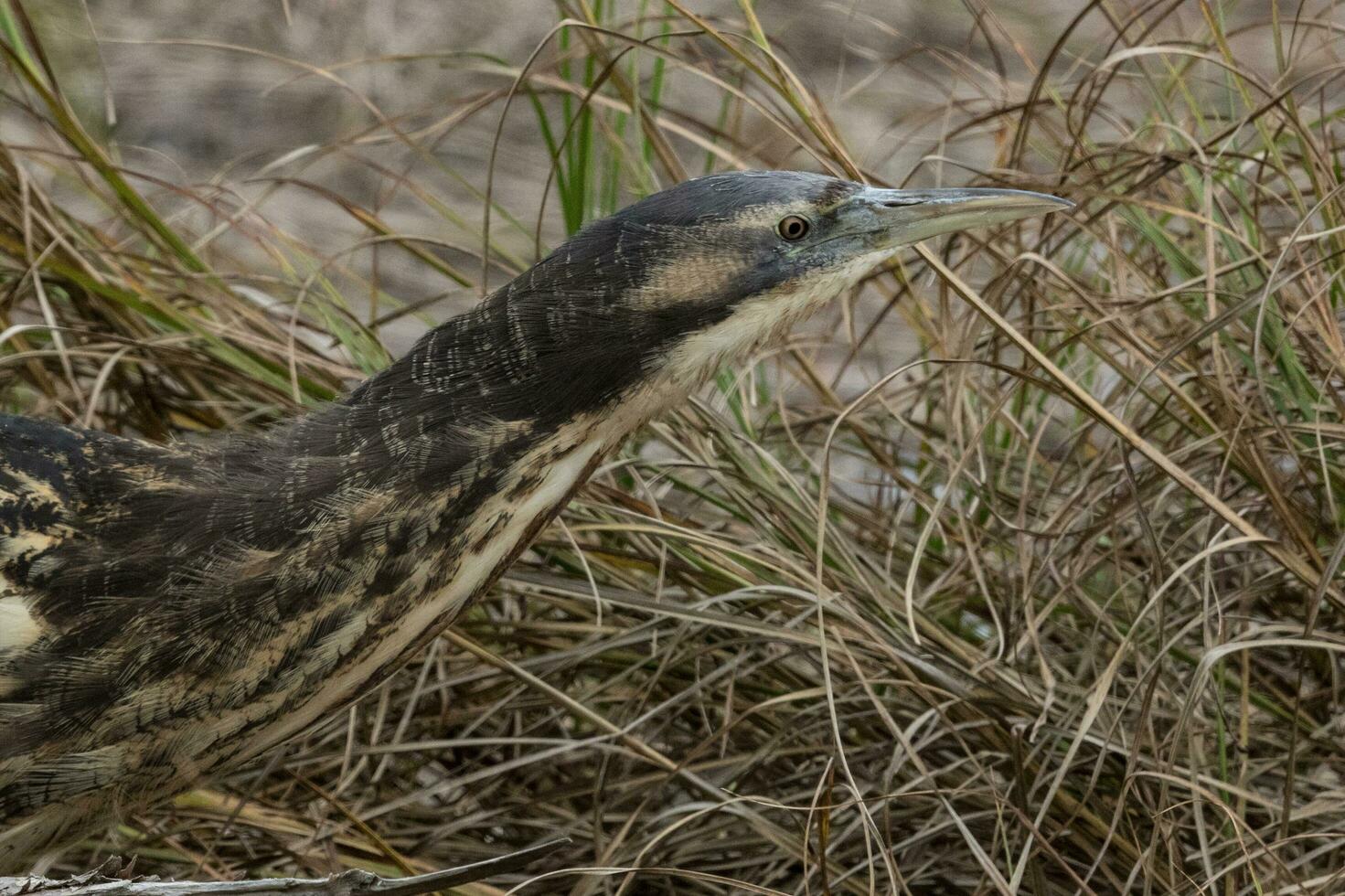 Australasian Bittern in New Zealand 24735368 Stock Photo at Vecteezy