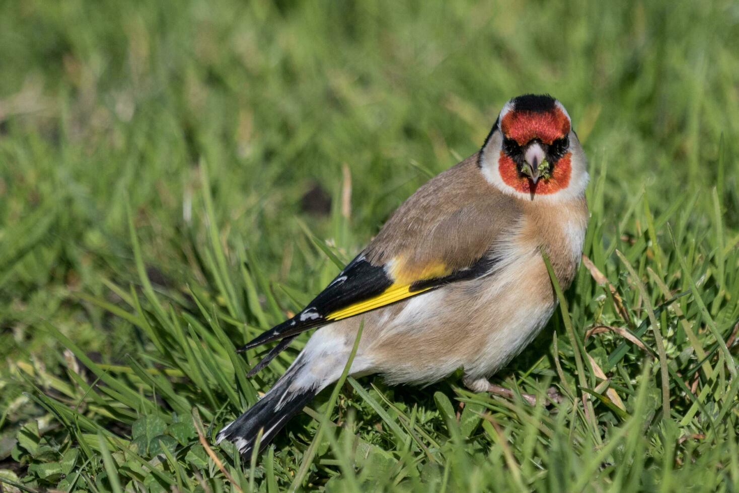 European Goldfinch Bird photo