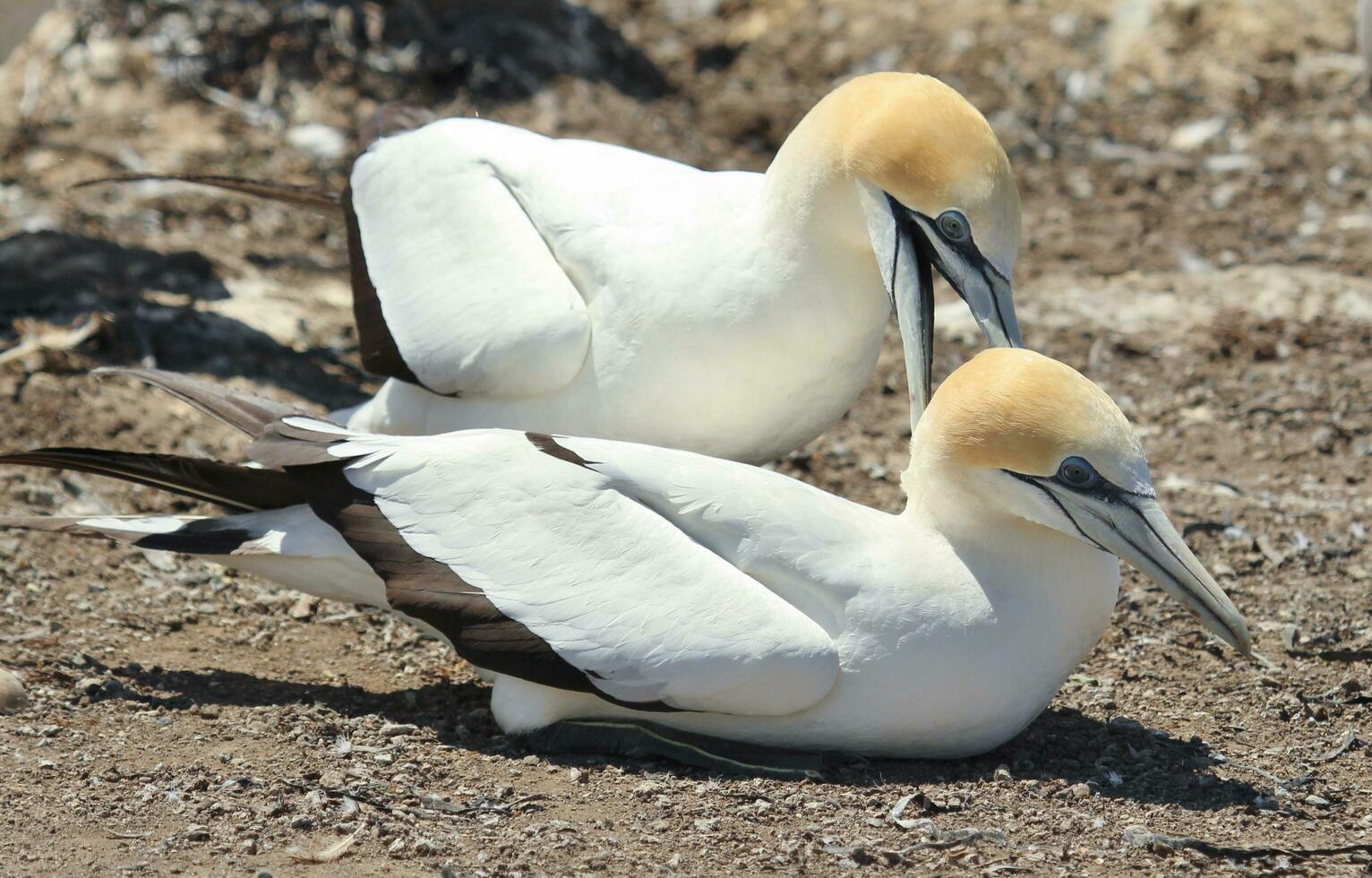 australasiano gannet en australasia foto