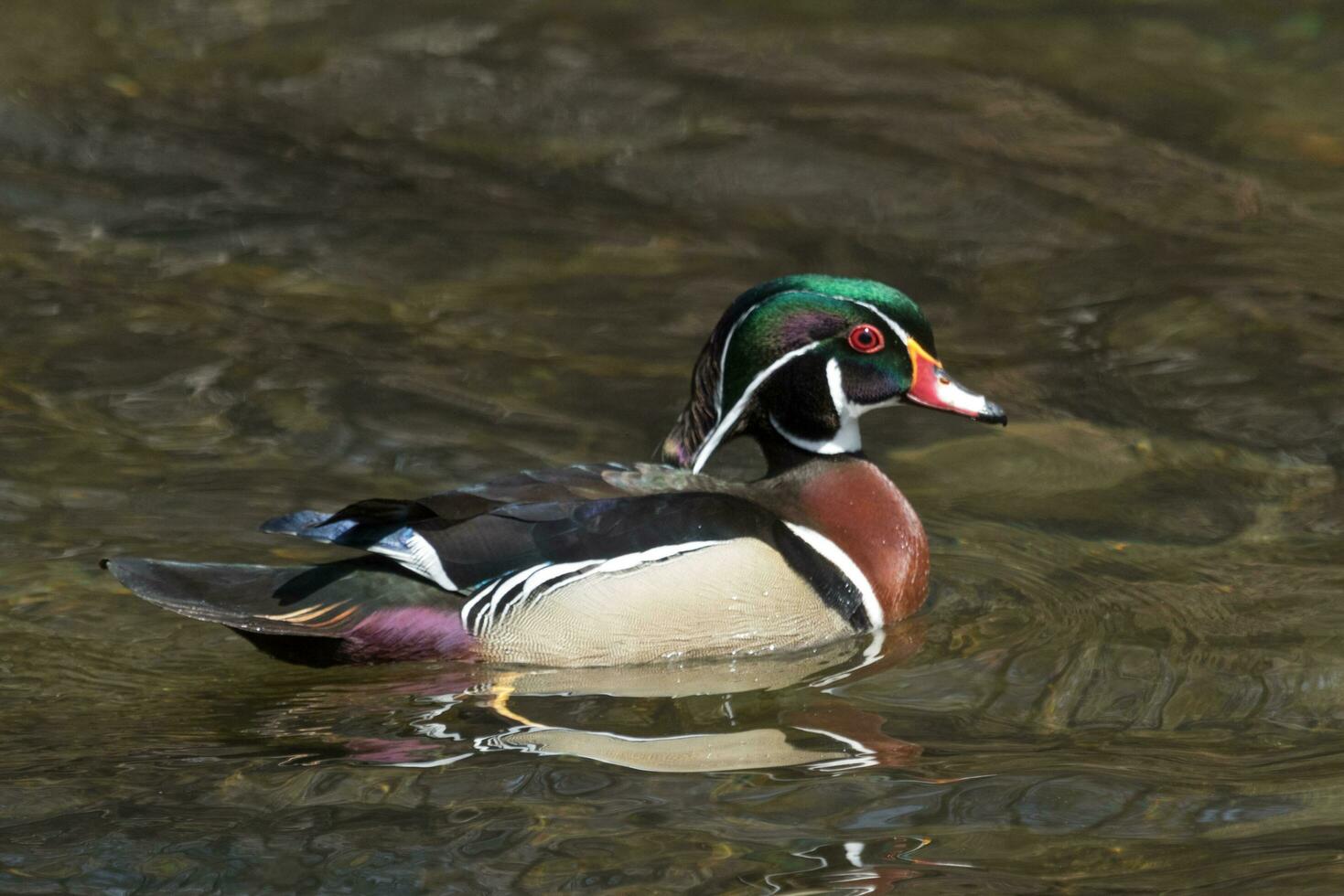 American Wood Duck photo