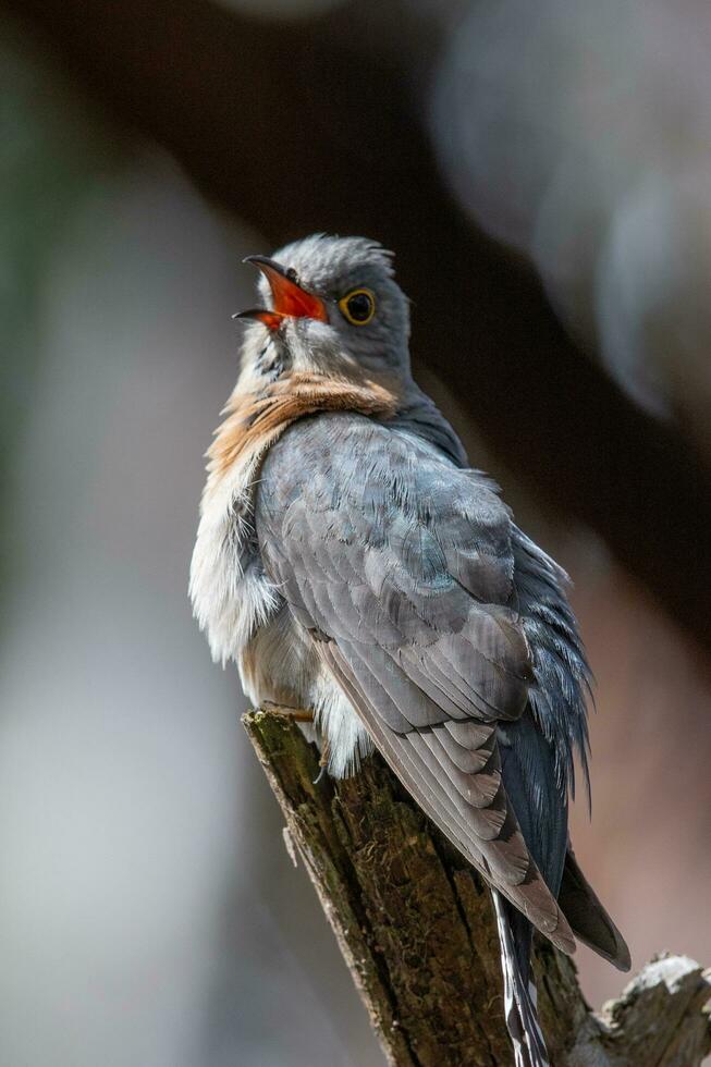 Fan-tailed Cuckoo in Australia photo