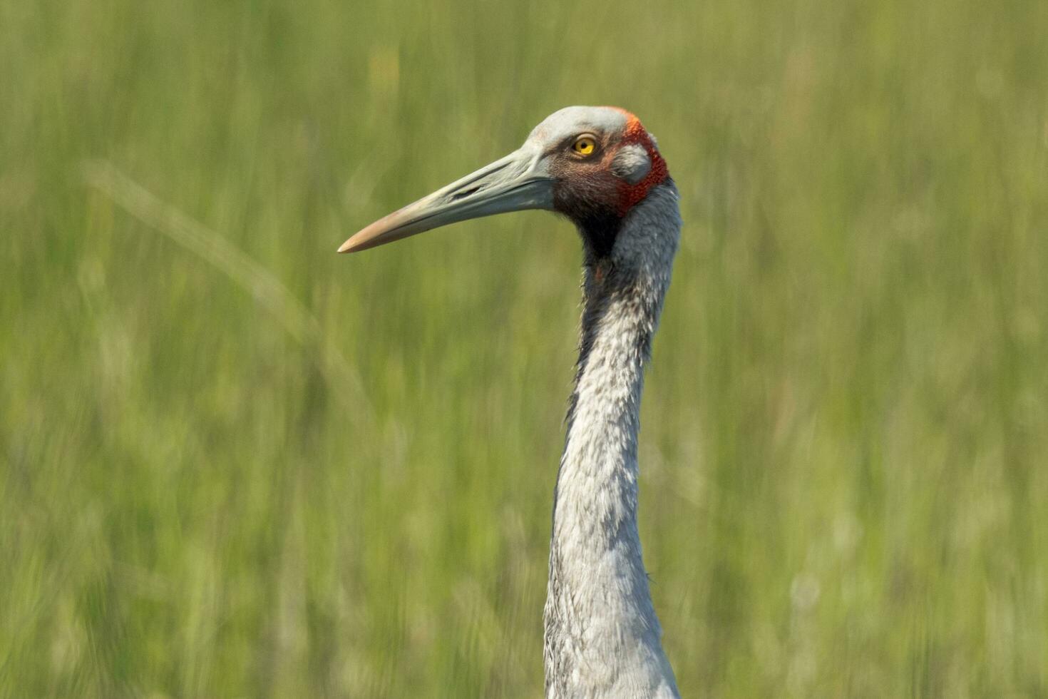 Brolga Crane in Australia photo