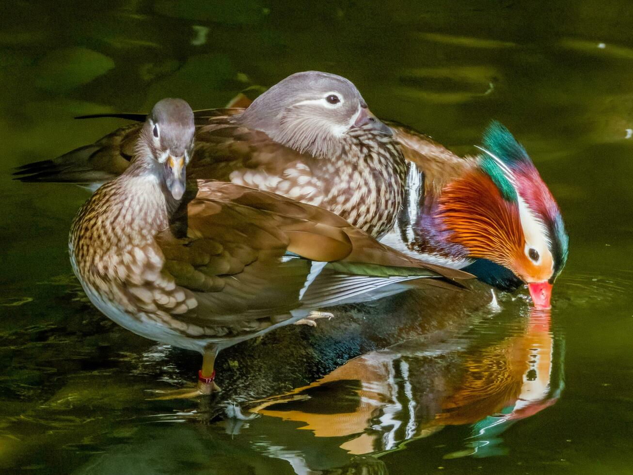 mandarín Pato desde Asia foto