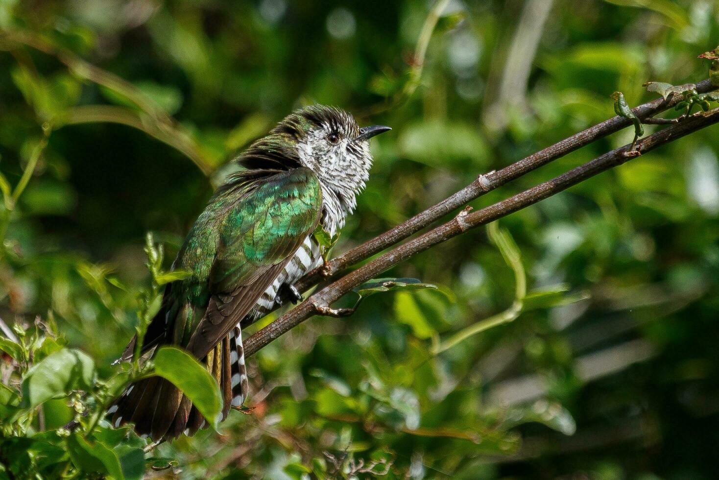 Shining Bronze Cuckoo photo