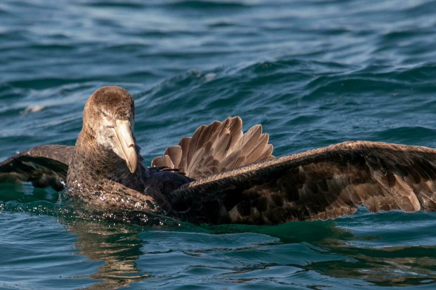 Northern Giant Petrel photo