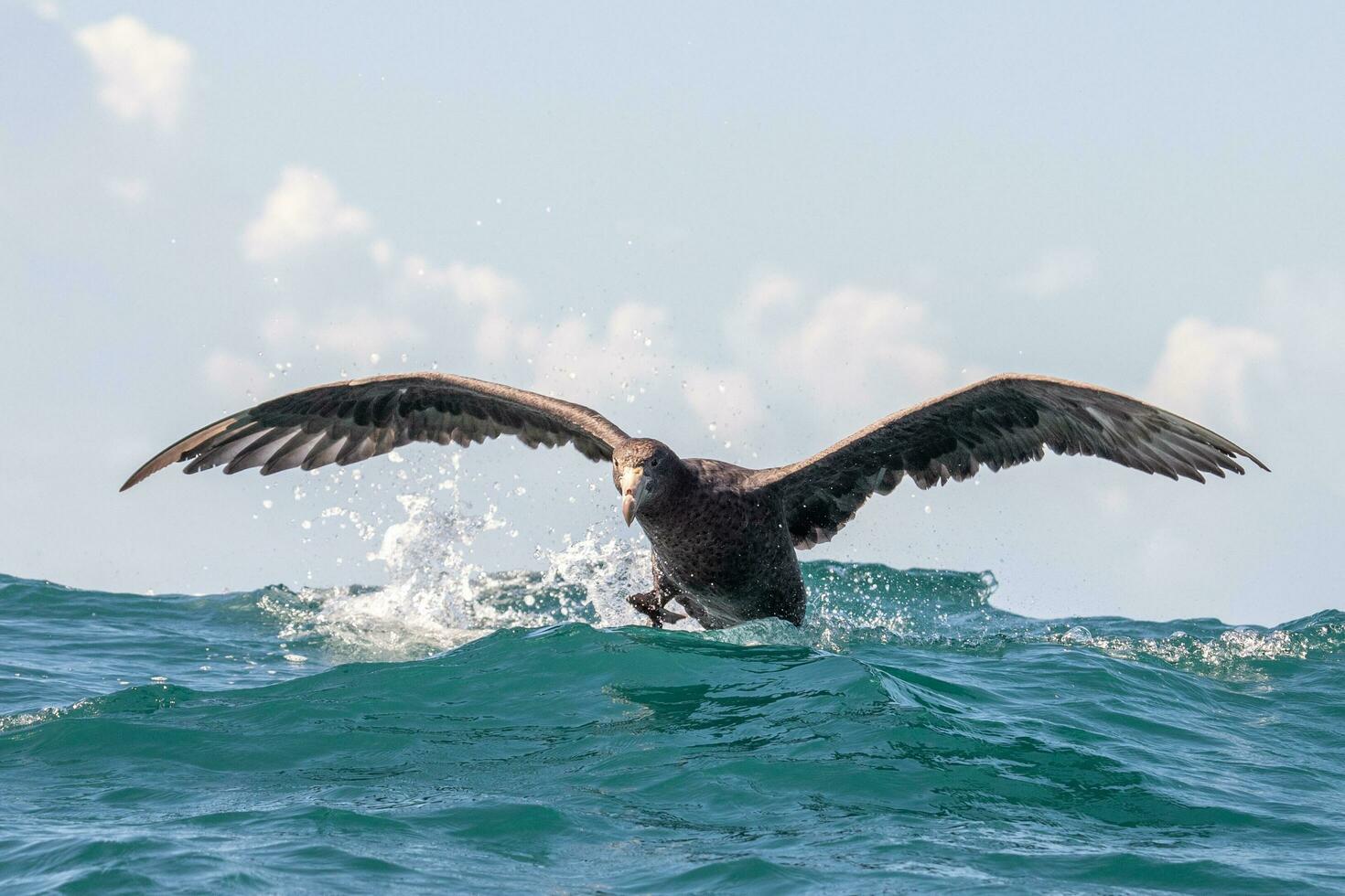 Northern Giant Petrel photo