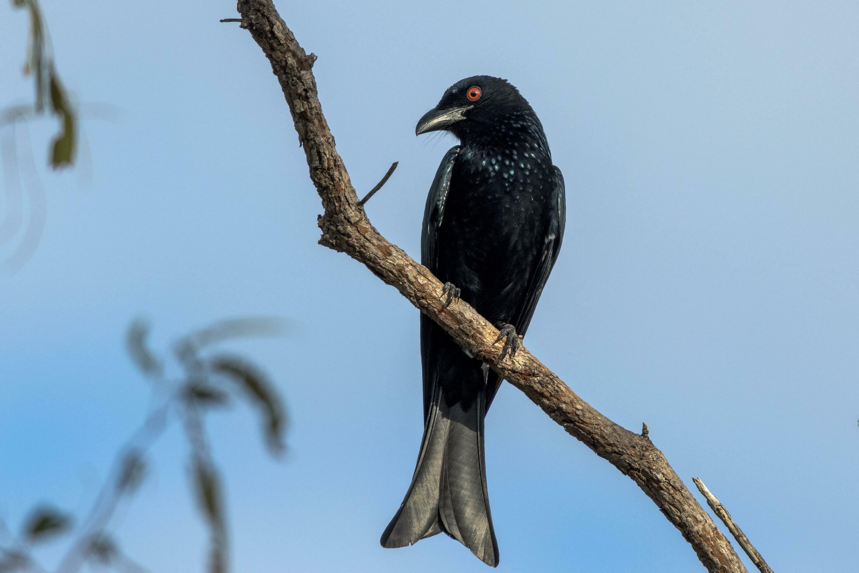 Spangled Drongo in Australia 24735478 Stock Photo at Vecteezy