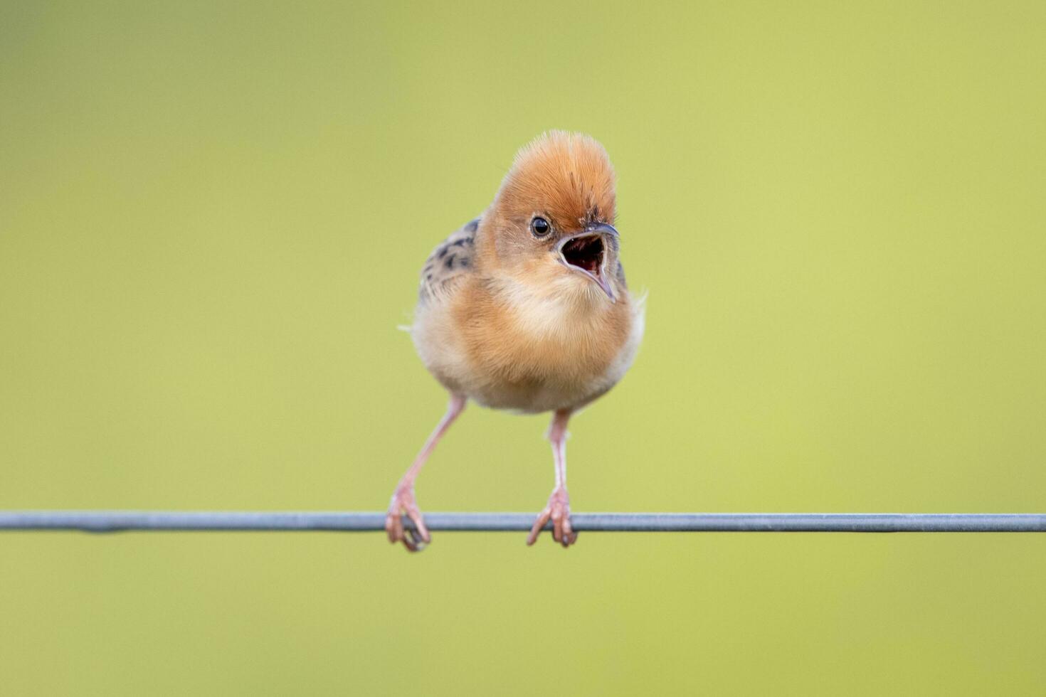 Golden-headed Cisticola in Australia photo