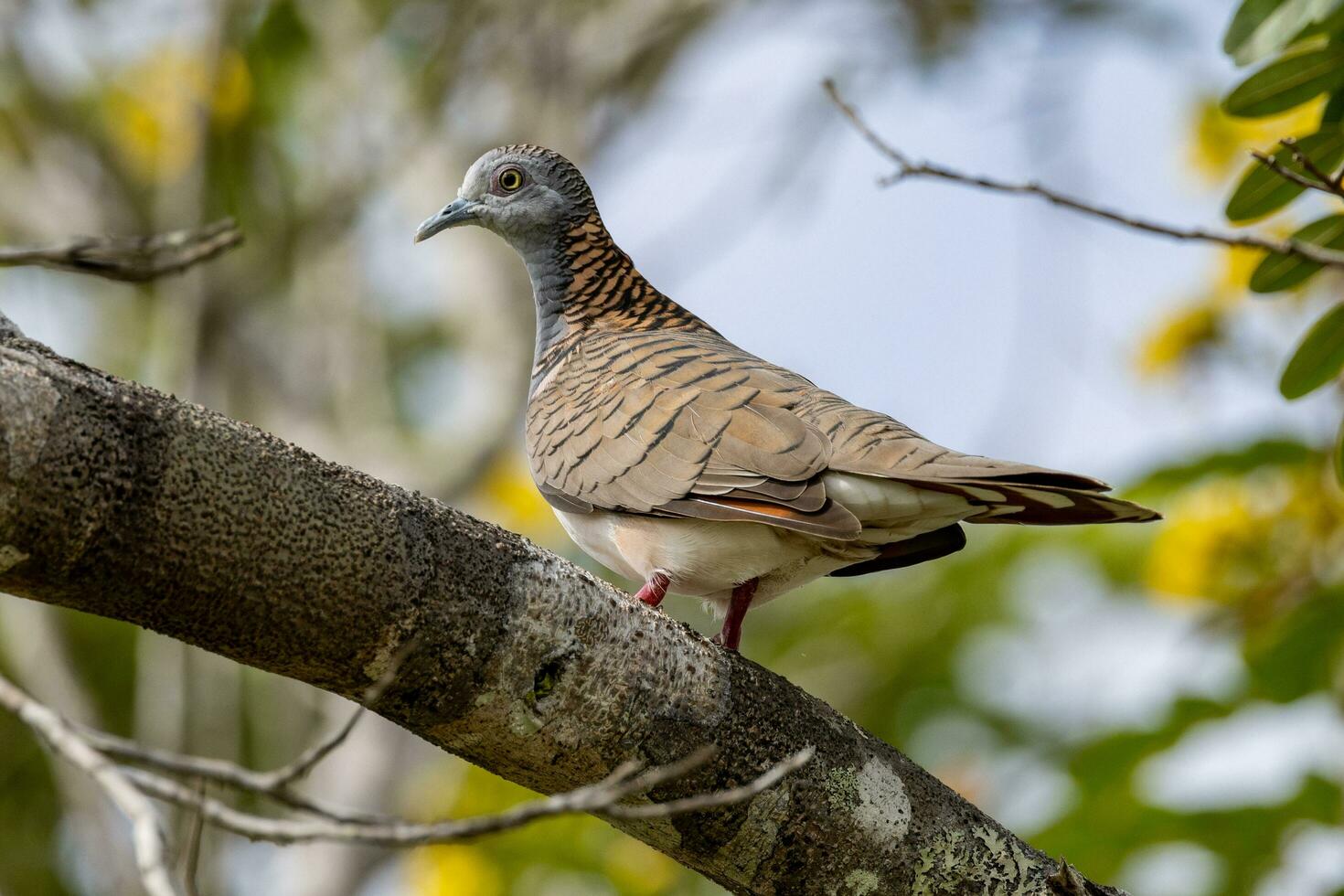 Bar-shouldered Dove in Australia photo