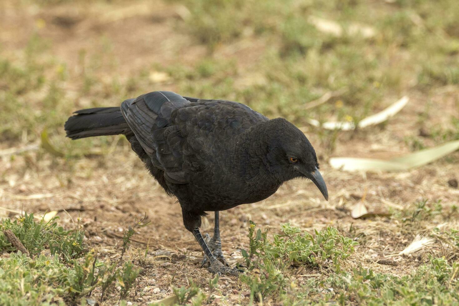 White-winged Chough in Australia photo