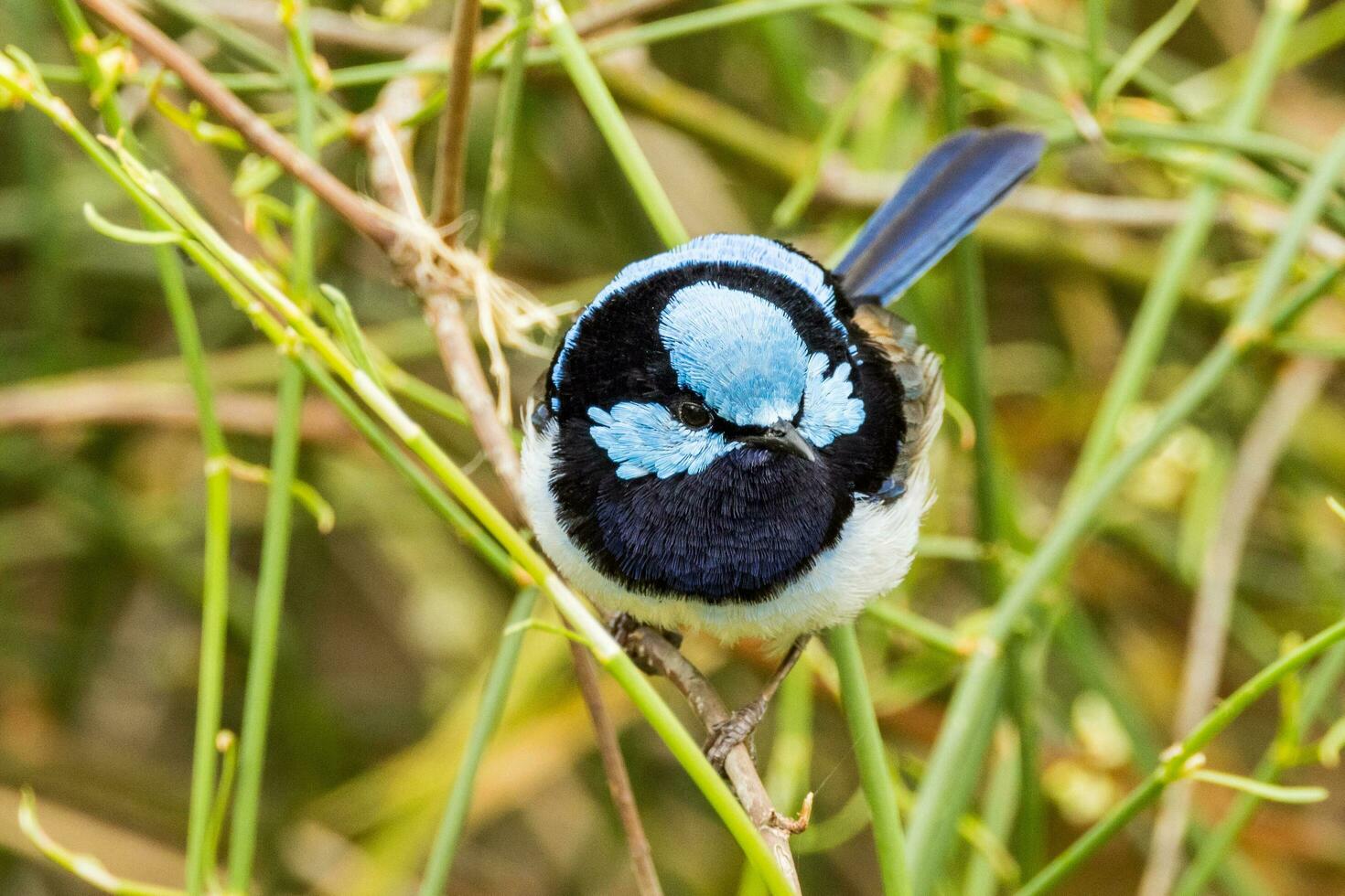 Superb Fairywren in Australia photo