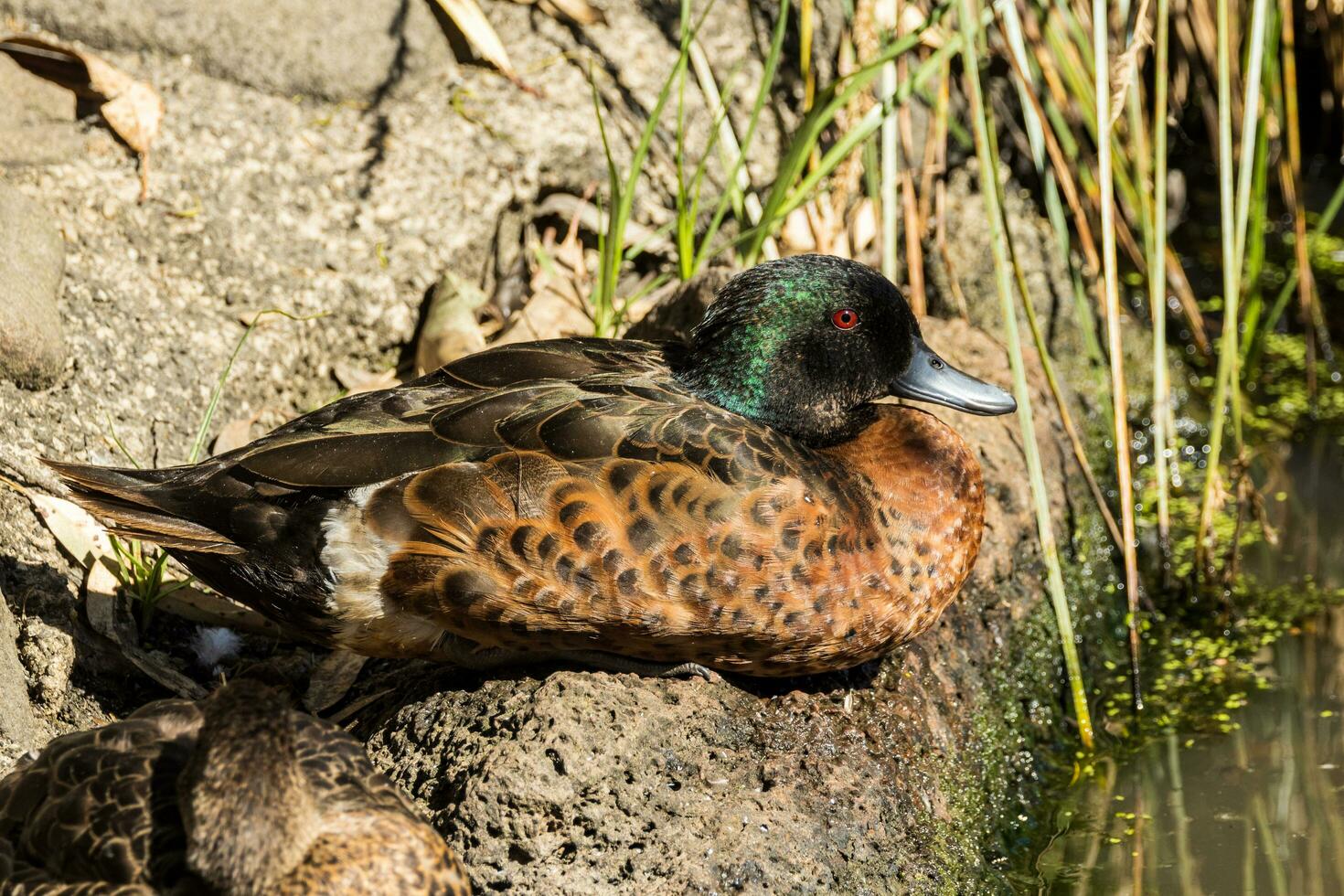 Chestnut Teal in Australia photo